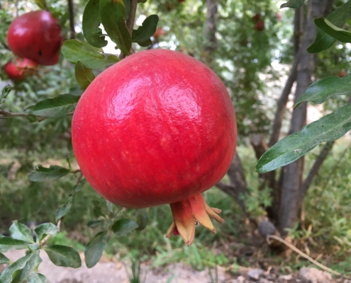 خواص انار